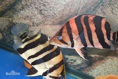 龍魚起源于哪里（龍魚的起源地主要集中在東南亞地區）