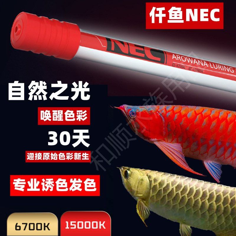 紅龍魚(yú)發(fā)色技術(shù)哪家強(qiáng)？ 紅龍魚(yú)發(fā)色技術(shù)哪家強(qiáng)？ 龍魚(yú)百科