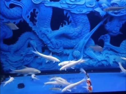 紅眼白子招財龍成魚期可以喂什么食物？