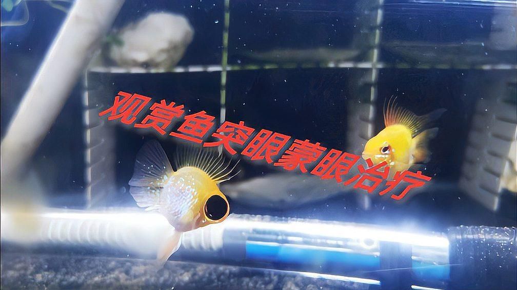 哪種方法治療觀賞魚突眼最有效？