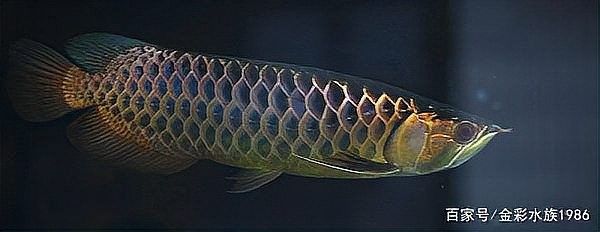 黃尾龍魚價格多少一條魚