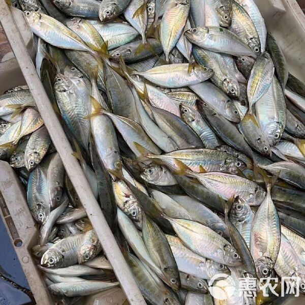 黃尾龍魚價格多少一條魚