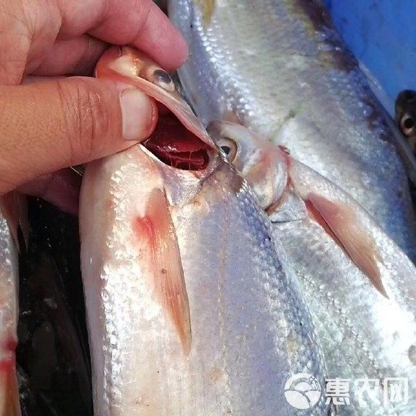 黃尾龍魚價格多少一條魚