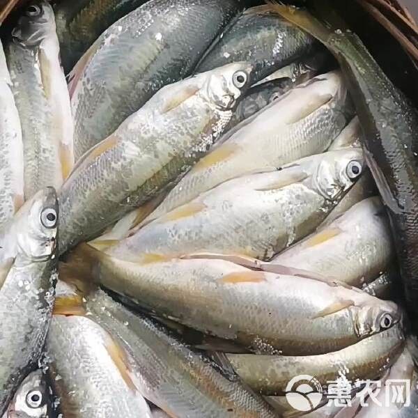 黃尾龍魚價格多少一條魚
