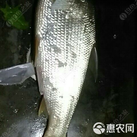 黃尾龍魚價格多少一條魚