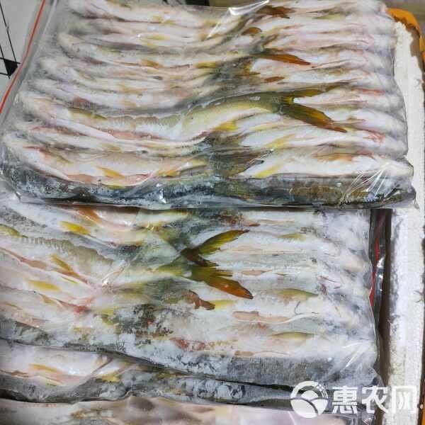 黃尾龍魚價格多少一條魚