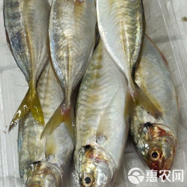 黃尾龍魚價格多少一條魚