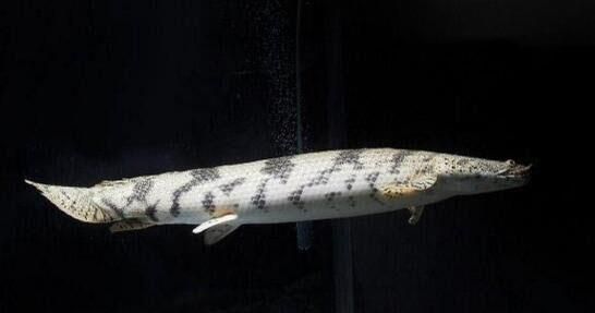 恐龍魚什么品種好（恐龍魚品種介紹） 恐龍魚什么品種好（恐龍魚品種介紹） 龍魚百科 第4張