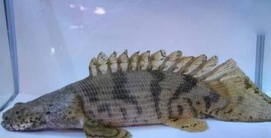 恐龍魚什么品種好（恐龍魚品種介紹） 恐龍魚什么品種好（恐龍魚品種介紹） 龍魚百科 第5張