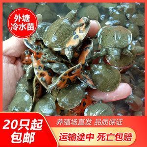 龍魚吃甲魚苗幾天能消化：龍魚吃甲魚苗的消化時間取決于多種因素 龍魚吃甲魚苗幾天能消化：龍魚吃甲魚苗的消化時間取決于多種因素 龍魚百科 第1張