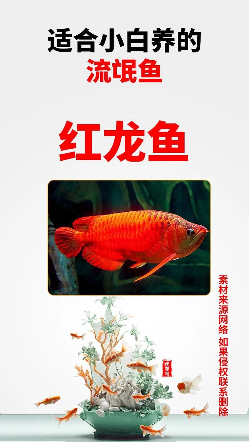 贊美紅龍魚經典語錄圖片