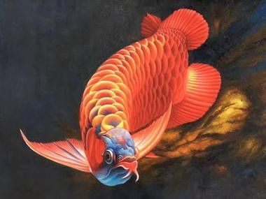 贊美紅龍魚經典語錄圖片