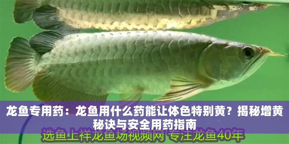 龍魚專用藥：龍魚用什么藥能讓體色特別黃？揭秘增黃秘訣與安全用藥指南