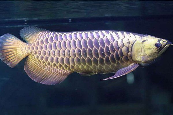 龍魚大概多少錢一條圖片