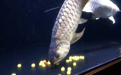 龍魚產卵排不出去會死嗎為什么：龍魚產卵排不出去會死嗎 龍魚產卵排不出去會死嗎為什么：龍魚產卵排不出去會死嗎 龍魚百科 第1張