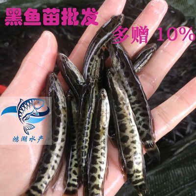 眼斑魚批發：阿里巴巴1688網站上的眼斑魚批發 眼斑魚批發：阿里巴巴1688網站上的眼斑魚批發 龍魚百科 第2張