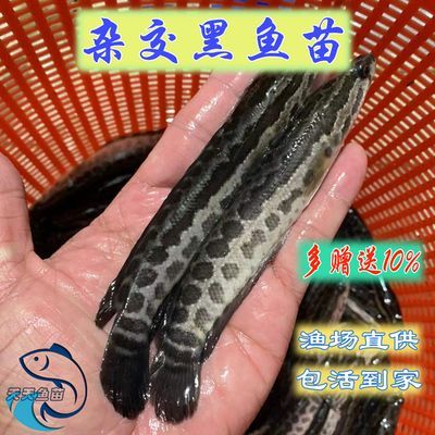眼斑魚批發：阿里巴巴1688網站上的眼斑魚批發 眼斑魚批發：阿里巴巴1688網站上的眼斑魚批發 龍魚百科 第3張