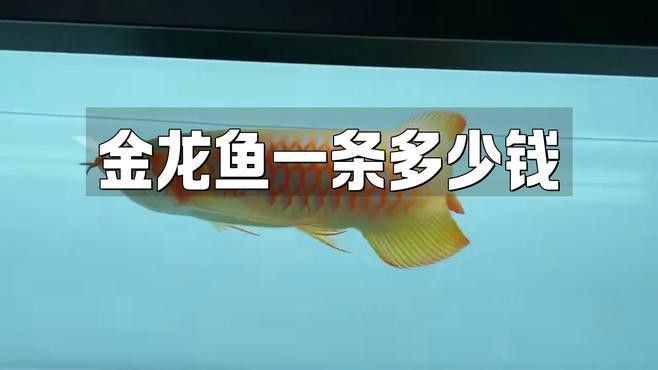 不同年齡段金龍魚的價格差異大嗎？ 不同年齡段金龍魚的價格差異大嗎？ 龍魚百科 第6張