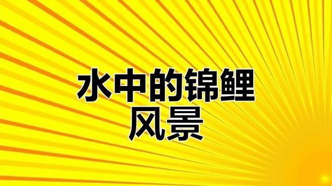 錦鯉視頻 龍魚百科 第1張 錦鯉視頻 錦鯉視頻 龍魚百科 第1張