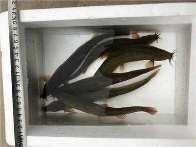 龍魚吃活泥鰍好不好：龍魚吃活泥鰍好不好，飼養者應該根據實際情況處理