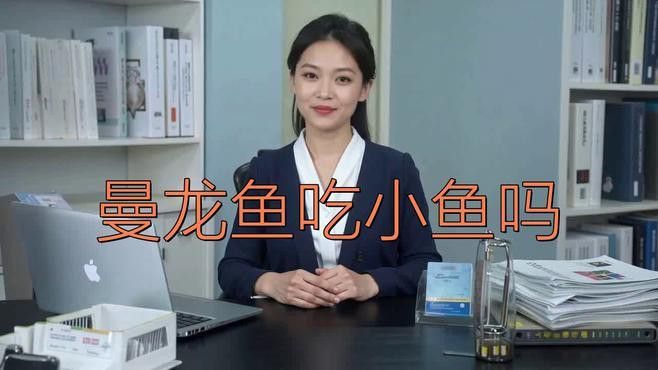 曼龍魚會吃小魚嗎