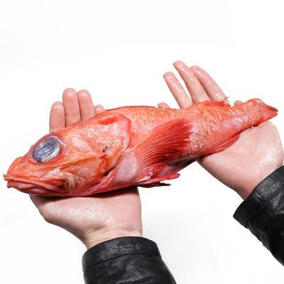 紅龍魚是海魚嗎（紅龍魚是一種淡水魚而不是海魚而不是海魚，而不是海魚） 紅龍魚是海魚嗎（紅龍魚是一種淡水魚而不是海魚而不是海魚，而不是海魚） 龍魚百科 第1張