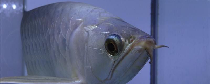 最小的銀龍魚多少斤 最小的銀龍魚多少斤 龍魚百科 第1張