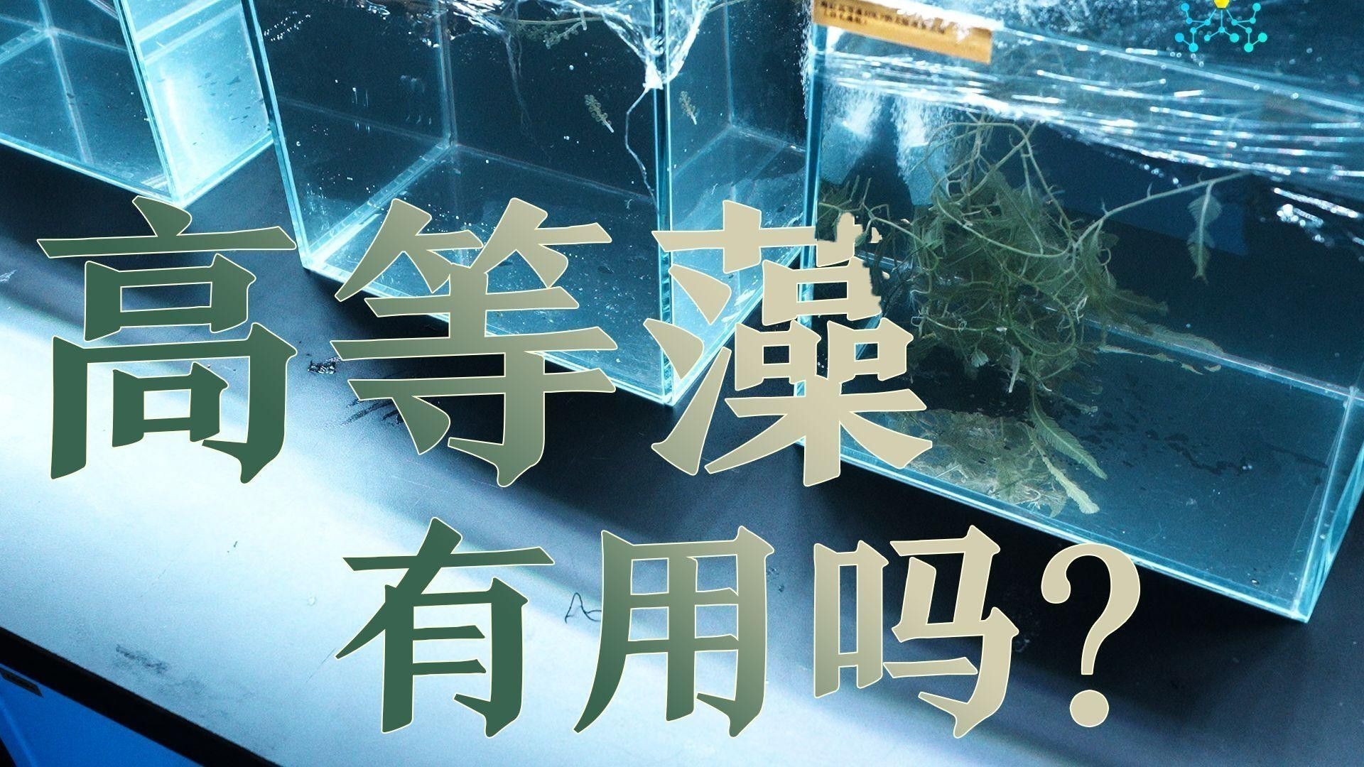 如何優化水質以促進龍魚恢復？ 如何優化水質以促進龍魚恢復？ 龍魚百科 第6張