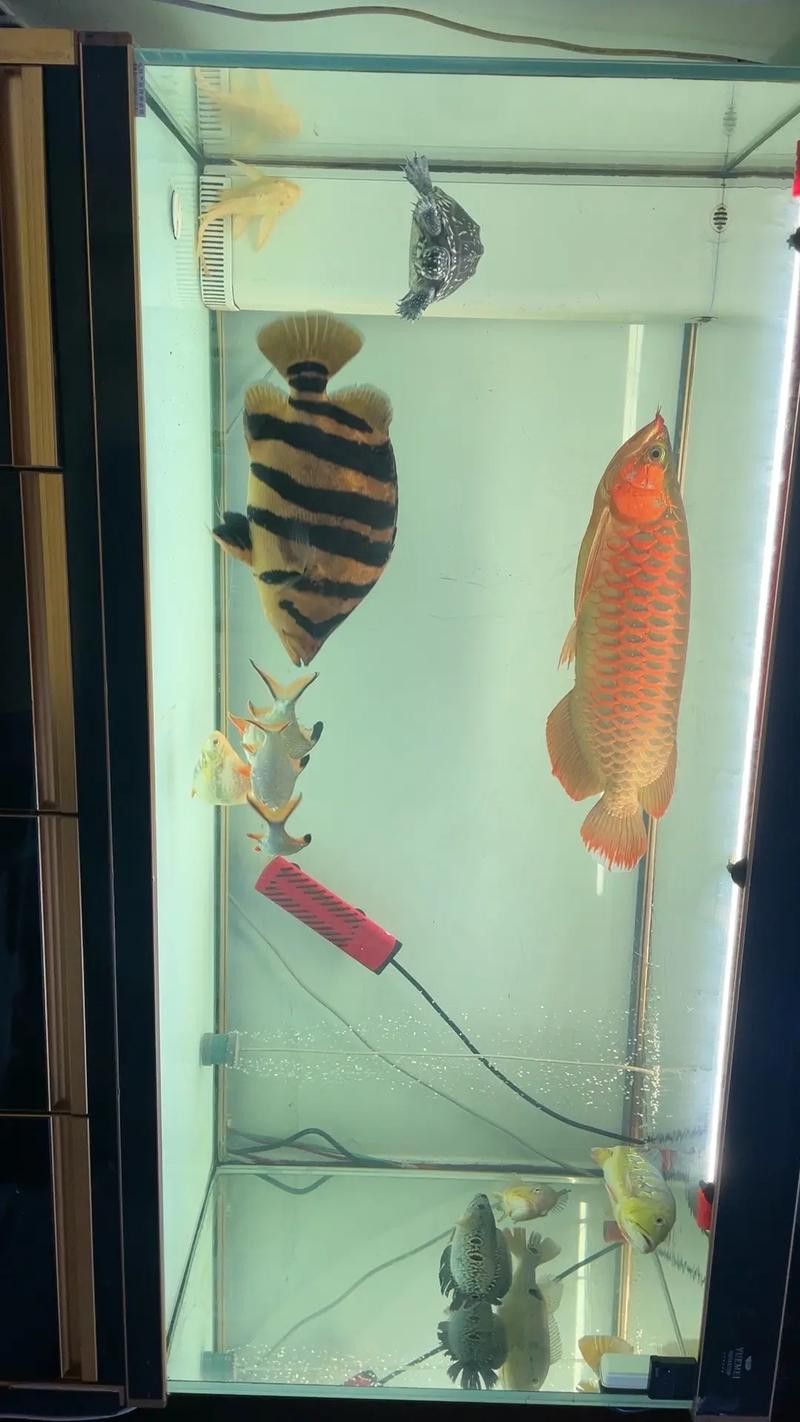 金龍魚和粗線混養好嗎圖片