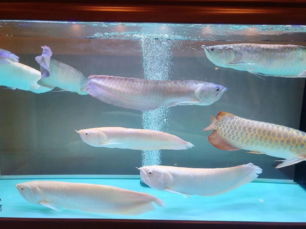 金龍魚和粗線混養好嗎圖片