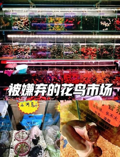 廣州花鳥市場批發(fā)龍魚在哪里買便宜
