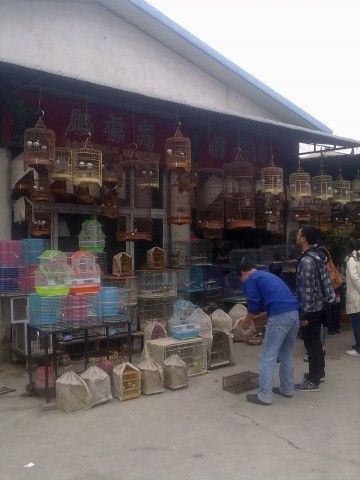 廣州花鳥市場批發(fā)龍魚在哪里買便宜
