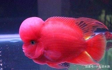 龍魚掉色怎么辦：龍魚掉色可能由多種因素引起 龍魚掉色怎么辦：龍魚掉色可能由多種因素引起 龍魚百科 第1張