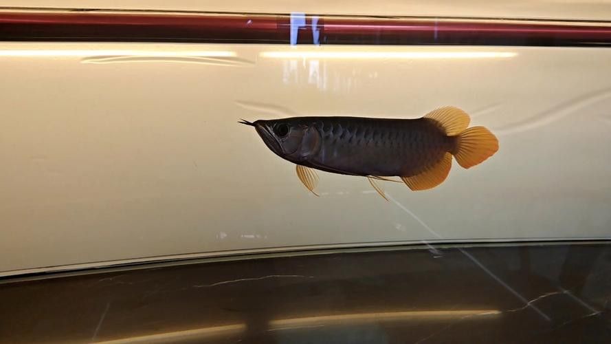 養金龍魚用什么顏色燈比較好