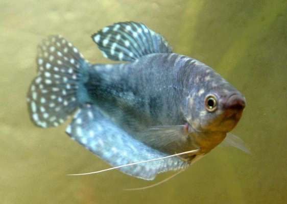龍魚是熱帶魚嘛：熱帶魚與冷水魚的區別,龍魚的文化象征意義