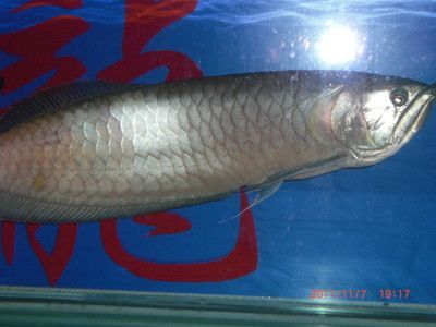 大銀龍魚價格多少錢一條（2019銀龍魚價格多少錢一條）