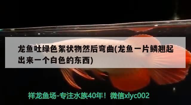 龍魚吐綠色絮狀物然后彎曲(龍魚一片鱗翹起出來一個(gè)白色的東西)