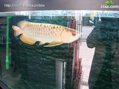 龍魚已經掉眼了怎么辦?。喝绻愕凝堲~掉了眼