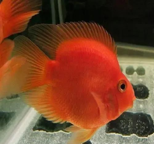 迷你鸚鵡魚常見病及癥狀 迷你鸚鵡魚常見病及癥狀 龍魚百科 第3張