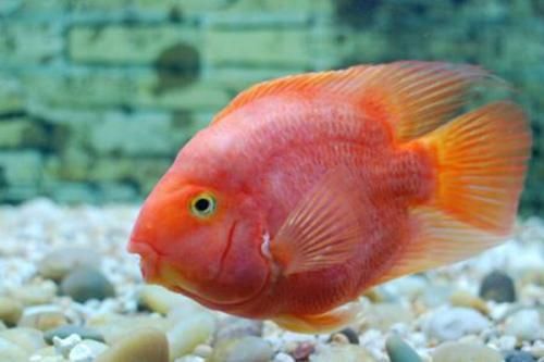 迷你鸚鵡魚常見病及癥狀 迷你鸚鵡魚常見病及癥狀 龍魚百科 第2張