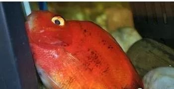 迷你鸚鵡魚常見病及癥狀 迷你鸚鵡魚常見病及癥狀 龍魚百科 第5張