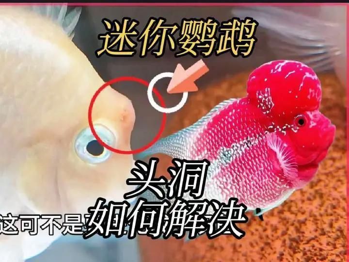 迷你鸚鵡魚常見病及癥狀 迷你鸚鵡魚常見病及癥狀 龍魚百科 第7張