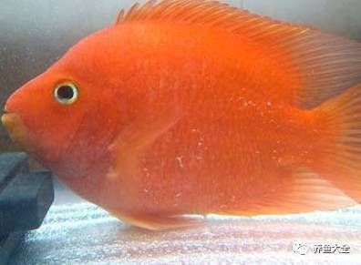 迷你鸚鵡魚常見病及癥狀 迷你鸚鵡魚常見病及癥狀 龍魚百科 第8張
