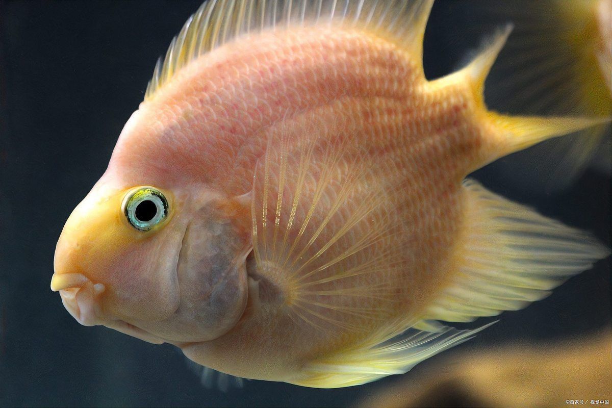 迷你鸚鵡魚常見病及癥狀 迷你鸚鵡魚常見病及癥狀 龍魚百科 第9張