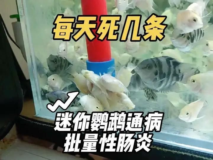 迷你鸚鵡魚常見病及癥狀 迷你鸚鵡魚常見病及癥狀 龍魚百科 第10張