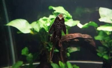 龍魚缸養什么清道夫：養龍魚的缸中添加清道夫魚需要注意以下幾個方面