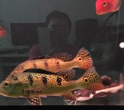 龍魚咬架怎么辦：龍魚咬架怎么辦？