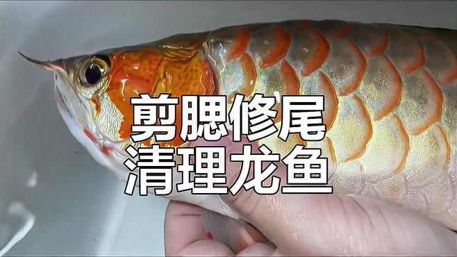 龍魚(yú)翻鰓手術(shù)后多久能恢復(fù)