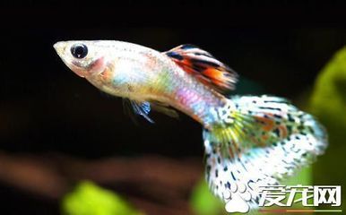 龍魚和什么魚混養比較合適呢