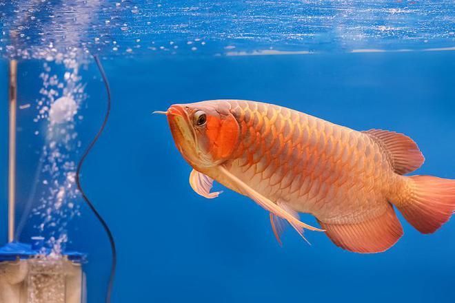 扎蘭屯有沒有買龍魚的(內蒙古扎蘭屯市有多家水族館和花魚店并購買龍魚) 龍魚百科 第4張 扎蘭屯有沒有買龍魚的(內蒙古扎蘭屯市有多家水族館和花魚店并購買龍魚) 扎蘭屯有沒有買龍魚的(內蒙古扎蘭屯市有多家水族館和花魚店并購買龍魚) 龍魚百科 第4張